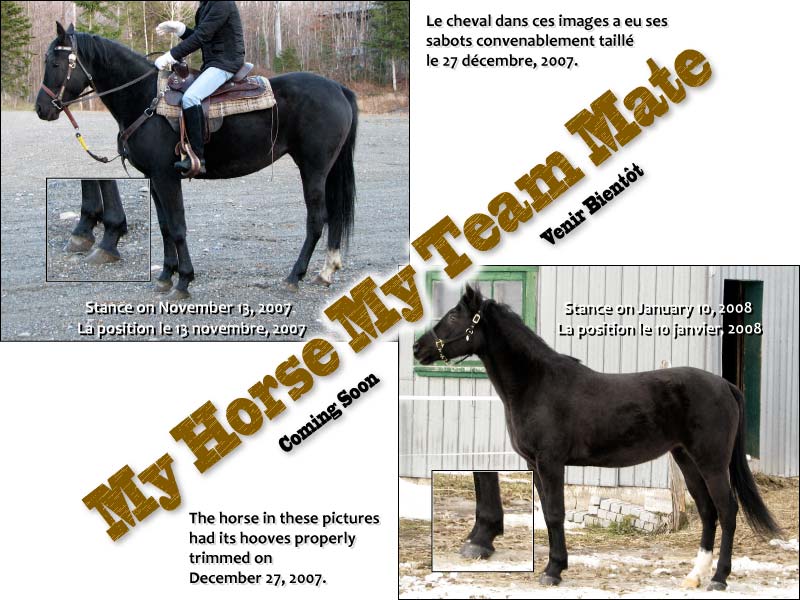 Home page from first My Horse My Teammate website